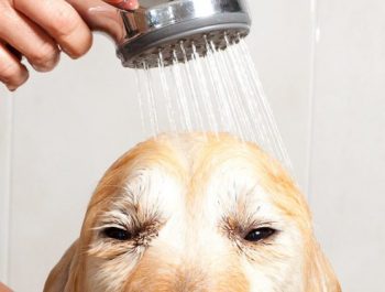 Tondeuse électrique pour chien : laquelle choisir ?