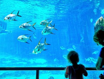 Où peut-on visiter un aquarium à Nice ?